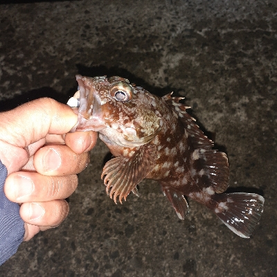 ハマチ～メジロまわってますね