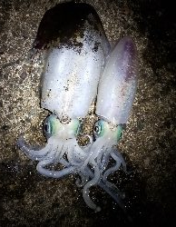 半夜　釣行　ゆうまづめ。