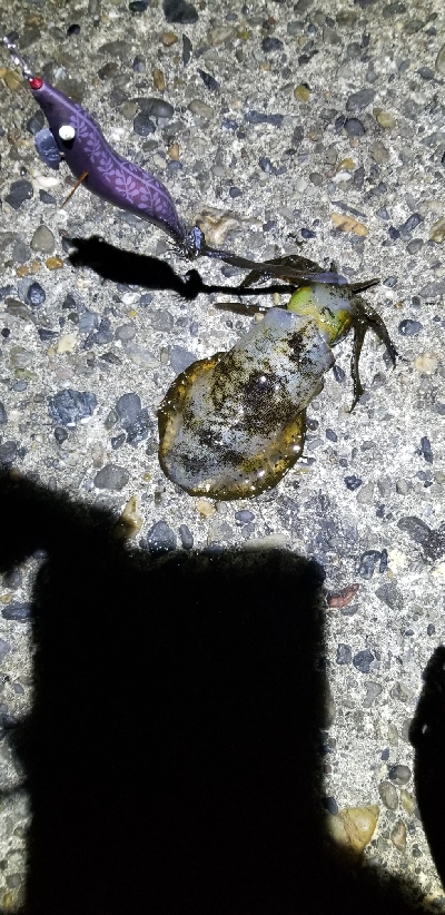 数釣り～　エギング