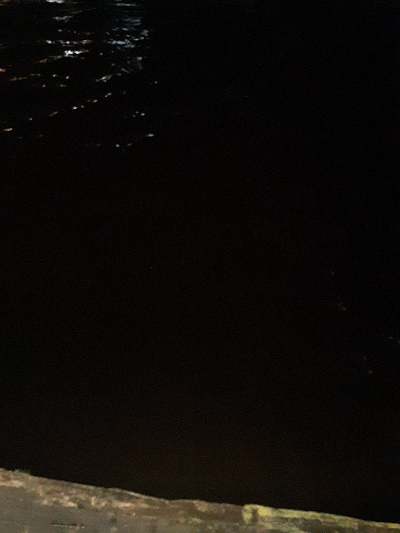 湾奥タチウオ調査