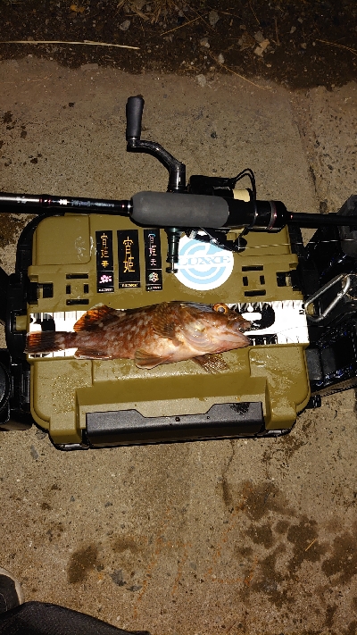 ログアウトしたらマイタックル消えた