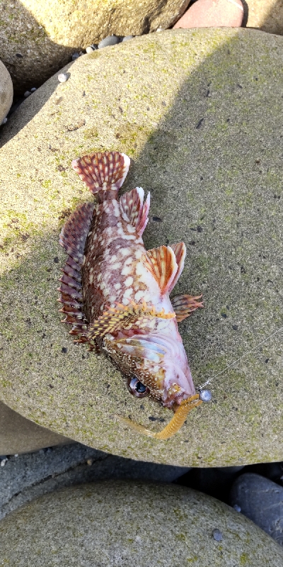 初アオリイカゲット