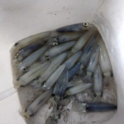 シーズン初ヒイカ