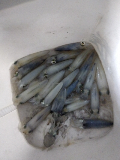 シーズン初ヒイカ