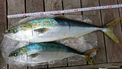 爆風ショアジギング！