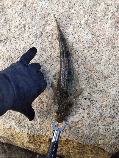 サーベリング？