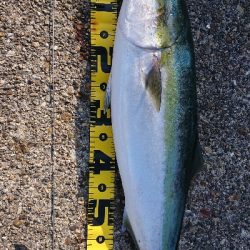 80cmで3.8kg 痩せすぎです・・・