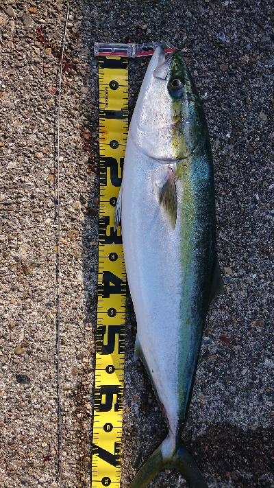80cmで3.8kg 痩せすぎです・・・