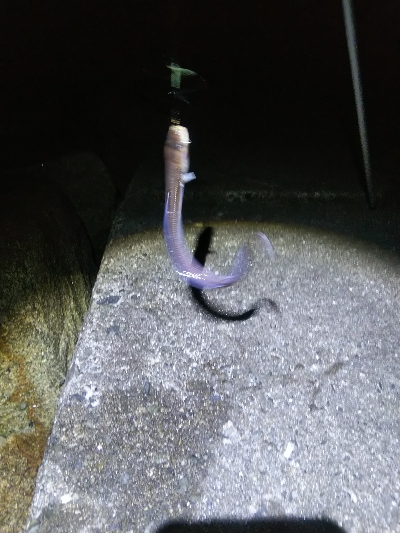 苅屋海岸のキス釣り