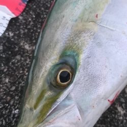 シーバスボイル