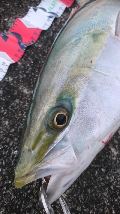 シーバスボイル