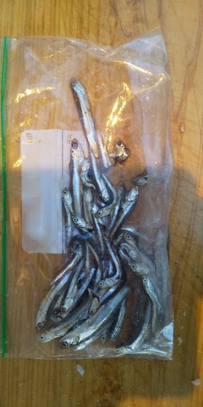 津と松阪の境目でゴムボート