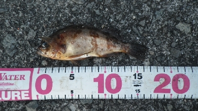 岩屋旧波止で半夜で四目～