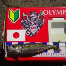 アジング練習　325