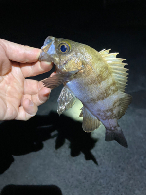 明石でメバリング