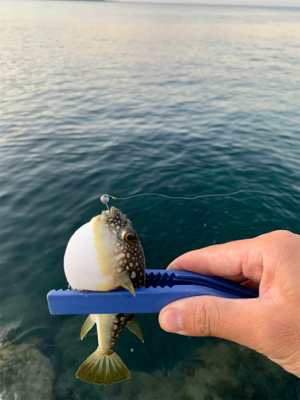 イカの引きは本間に最高‼︎