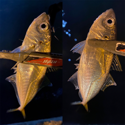 ロングロッドでジグ単