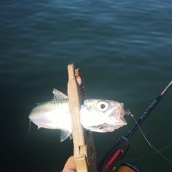 アジング練習 327