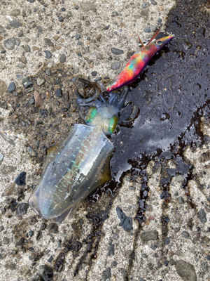 アオリイカ、キャッチアンドリリース