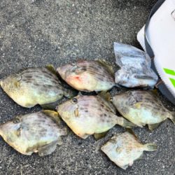 イカとハゲのリレー釣り