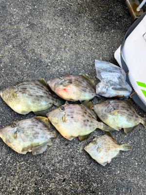 イカとハゲのリレー釣り