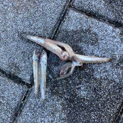 高速ジャーク。ハマチ50cm。。。