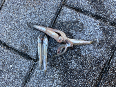 高速ジャーク。ハマチ50cm。。。