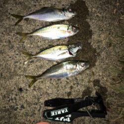 アジをもとめて