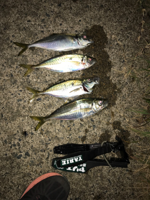 アジをもとめて