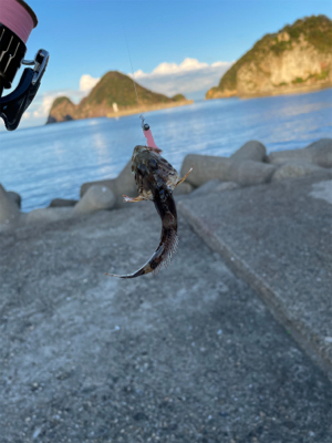 久々のアジング