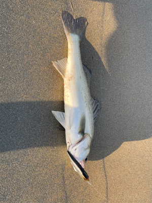 回遊シーバスを狙って