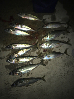 深夜のサビキ釣り