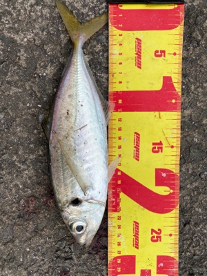 渋い中にもメジロゲット。夕からサバ祭り