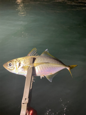 最近のアジング