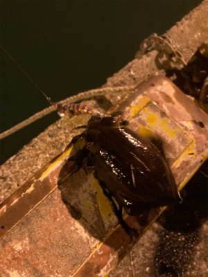 まったり五目釣り