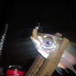 アジング練習　330