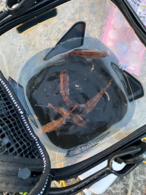 ぽってりはまちくん