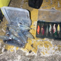 久しぶりの1091ヒイカ釣り8＼(^o^)／