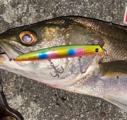 コモモSF125がいい仕事！