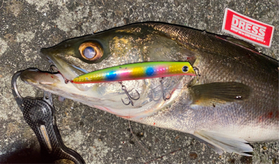 コモモSF125がいい仕事！