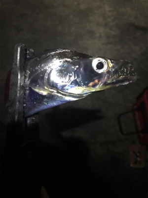 初キビナゴテンヤ