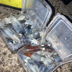 ヒイカ1091モードは写真撮る暇無しσ(^…