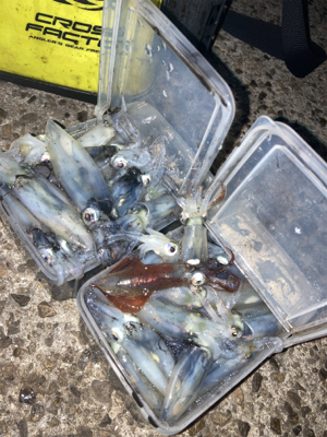 ヒイカ1091モードは写真撮る暇無しσ(^…