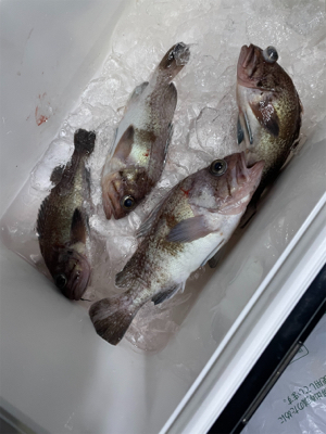 丹後沖中深海ジギング