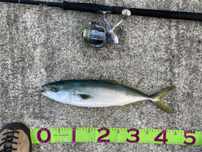 無反応シラスパターン