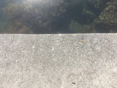 キスは足で釣る