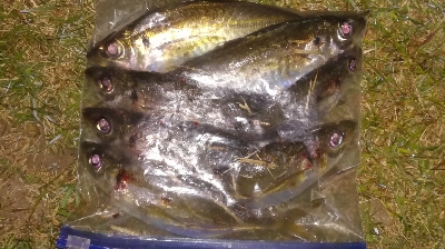 皆既月食アジング