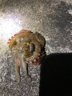 エギング絶好調