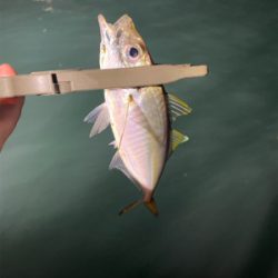 通いアジング継続中