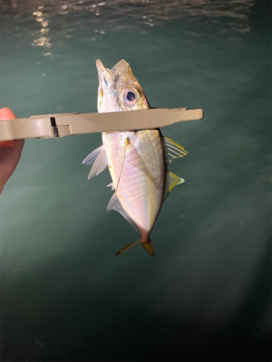 通いアジング継続中